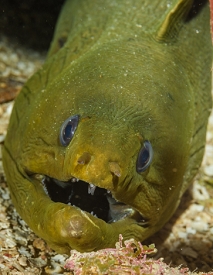 Green Moray Eel<br>September 30, 2017