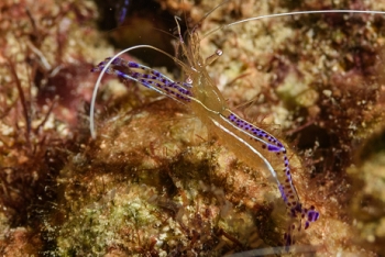 Pederson Cleaning Shrimp<br>September 30, 2017