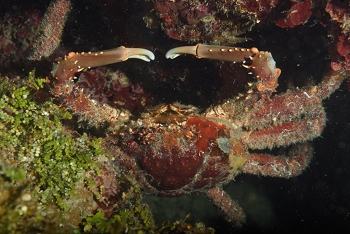 King Crab<br>September 30, 2017