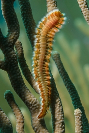 Orange or Bearded Fireworm<br>September 30, 2017