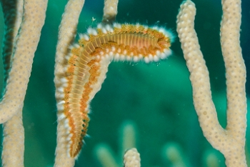 Orange or Bearded Fireworm<br>September 30, 2017