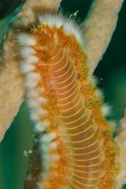 Orange or Bearded Fireworm<br>September 30, 2017