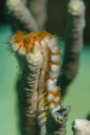 Orange or Bearded Fireworm<br>September 30, 2017