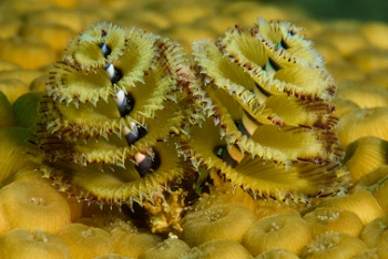 Christmas Tree Worm<br>September 30, 2017