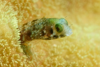 Roughhead Blenny<br>September 30, 2017