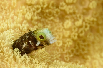 Roughhead Blenny<br>September 30, 2017