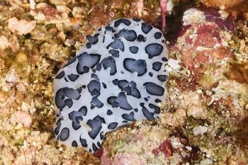 Nudibranch<br>October 1, 2017