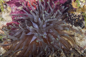 Giant Anemone<br>October 1, 2017