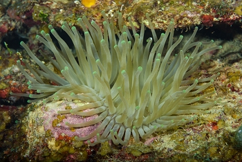 Giant Anemone<br>October 1, 2017