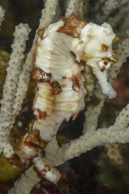 Longsnout Seahorse<br>October 1, 2017