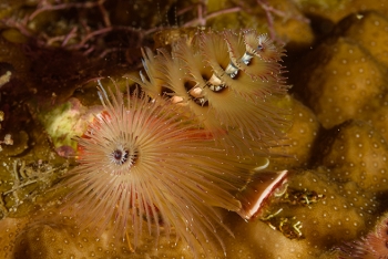 Christmas Tree Worm<br>October 1, 2017