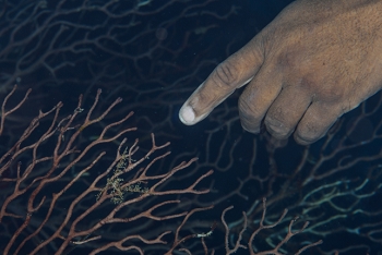 David points to a small decorator crab<br>October 1, 2017