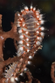 Bearded Fireworm<br>October 1, 2017