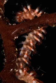 Bearded Fireworm<br>October 1, 2017