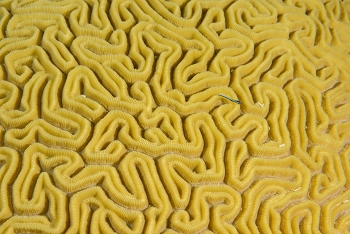 Brain Coral<br>October 1, 2017