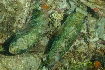 Two fish at a Pederson Shrimp cleaning station<br>October 1, 2017
