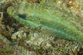 Pederson Cleaning Shrimp approaches a waiting fish<br>October 1, 2017