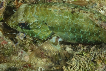 Pederson Cleaning Shrimp cleaning a fish<br>October 1, 2017