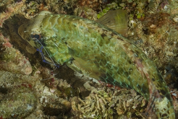 Pederson Cleaning Shrimp cleaning a fish<br>October 1, 2017