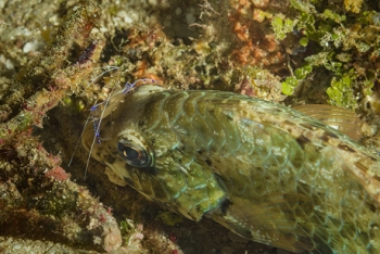 Pederson Cleaning Shrimp cleaning a fish<br>October 1, 2017