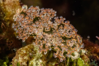 Lettuce Sea Slug<br>October 1, 2017