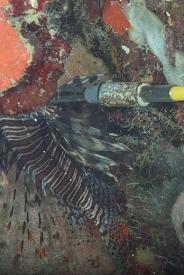 Lionfish - After!  (Invasive and destructive species.)<br>October 1, 2017