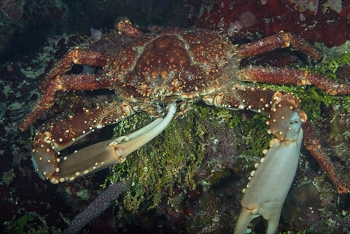 King Crab eating<br>October 1, 2017