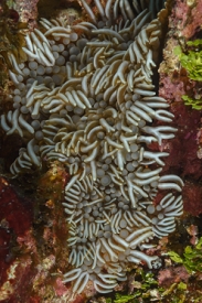 Branching Anemone<br>October 1, 2017