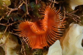 Star Horseshoe Worm<br>October 1, 2017