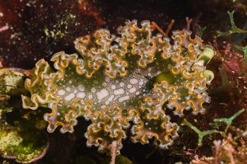 Lettuce Sea Slug<br>October 1, 2017