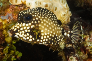 Spotted Trunkfish<br>October 1, 2017