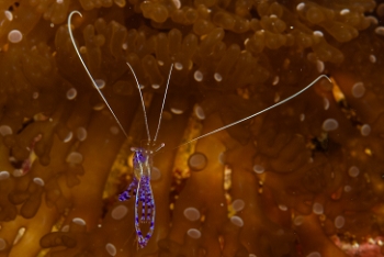 Pederson Cleaning Shrimp<br>October 2, 2017