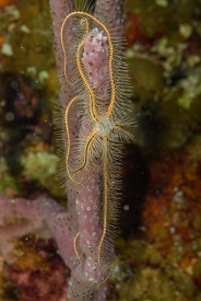 Brittle Sea Star<br>October 2, 2017