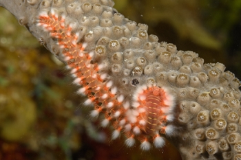 Orange or Bearded Fireworm<br>October 2, 2017