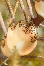 Flamingo Tongue<br>October 2, 2017