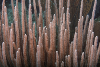 Sea Rods<br>October 2, 2017