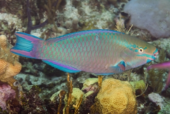 Stoplight Parrotfish<br>October 2, 2017