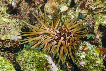 Reef Urchin<br>October 2, 2017