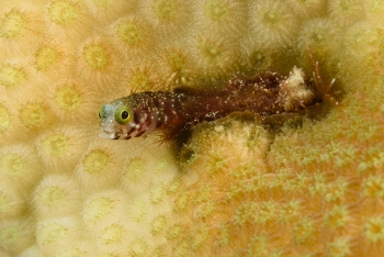 Roughhead Blenny<br>October 2, 2017