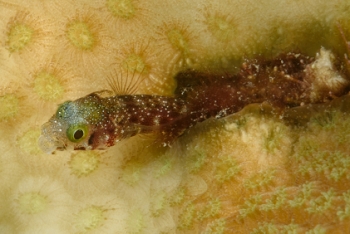 Roughhead Blenny<br>October 2, 2017