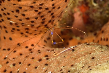 Arrow Blenny in front of Arrow Crab<br>October 2, 2017