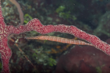 Trumpetfish<br>October 2, 2017