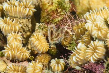 Split Crown Feather Duster in bed of Smooth Flower Coral<br>October 2, 2017