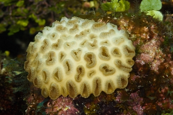 Smooth Flower Coral (?)<br>October 2, 2017