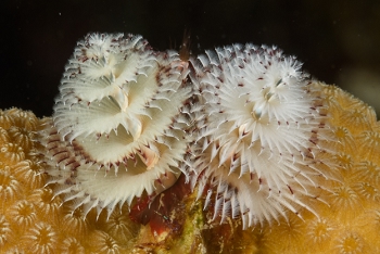 Christmas Tree Worm<br>October 2, 2017