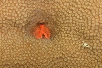 Star Horseshoe Worm on coral<br>October 2, 2017
