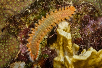 Orange or Bearded Fireworm<br>October 2, 2017