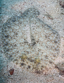 Peacock Flounder<br>October 2, 2017