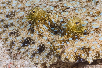 Peacock Flounder eyes and mouth<br>October 2, 2017