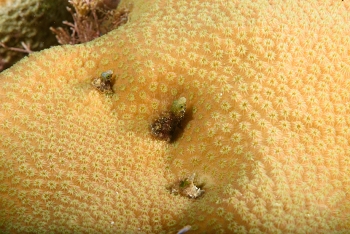 Roughhead Blennies<br>October 2, 2017